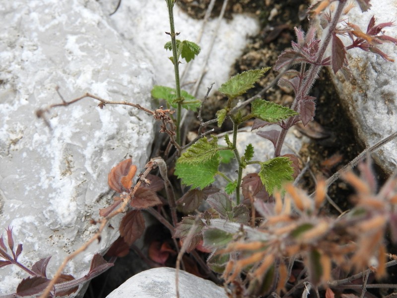 Ribbed False Pennyroyal photo 8
