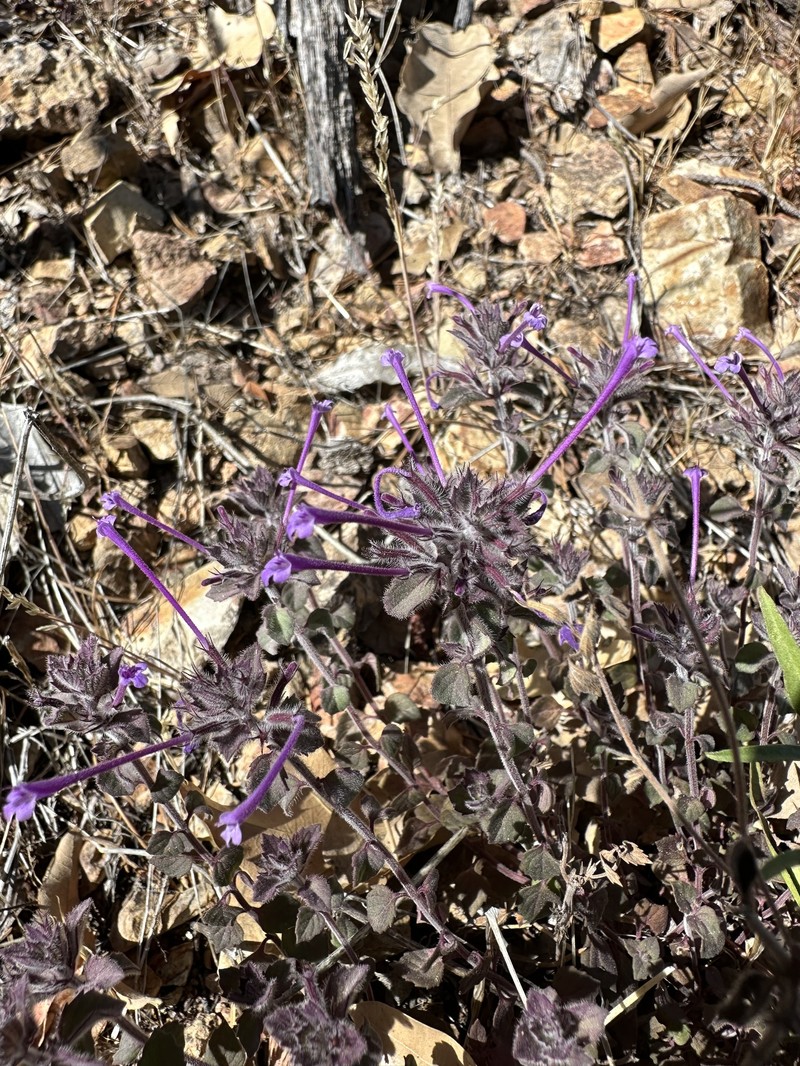 Hedeoma costata var. pulchella