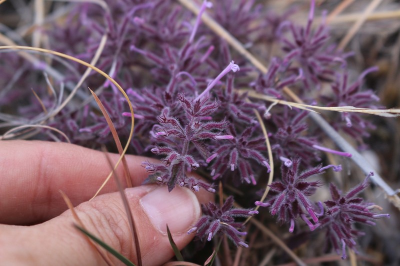 Hedeoma costata var. pulchella photo 2