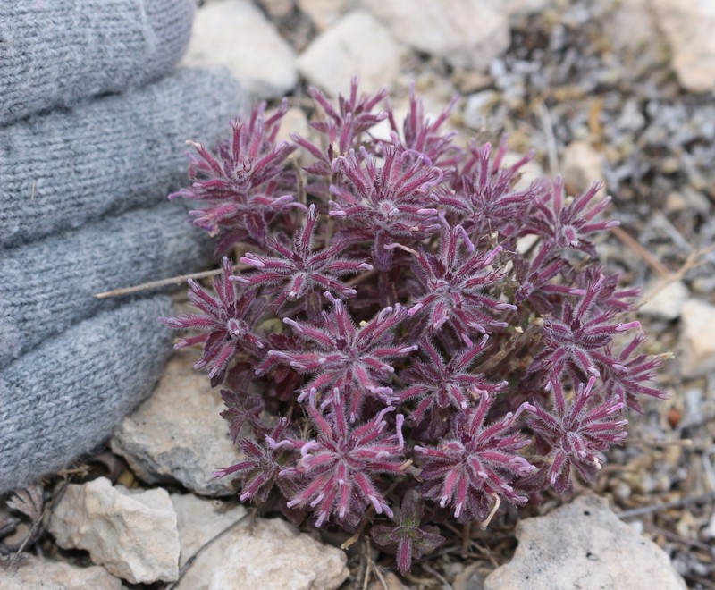 Hedeoma costata var. pulchella photo 3