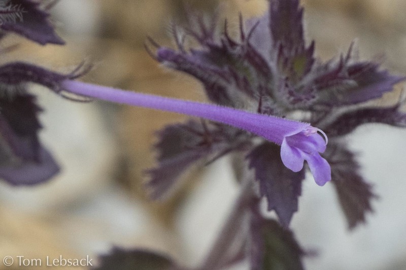 Hedeoma costata var. pulchella photo 4