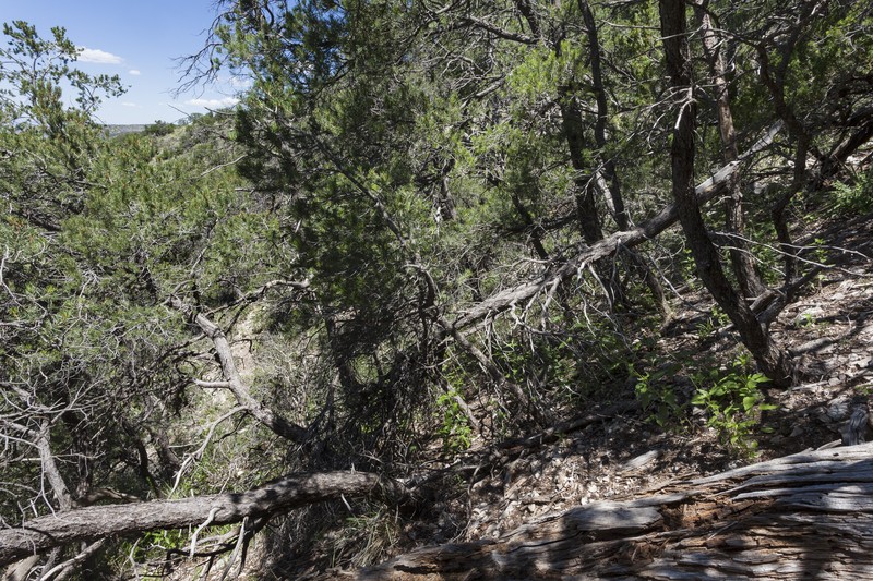 Dentate False Pennyroyal