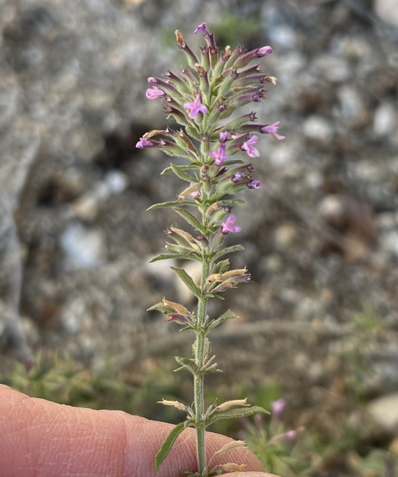 Dentate False Pennyroyal