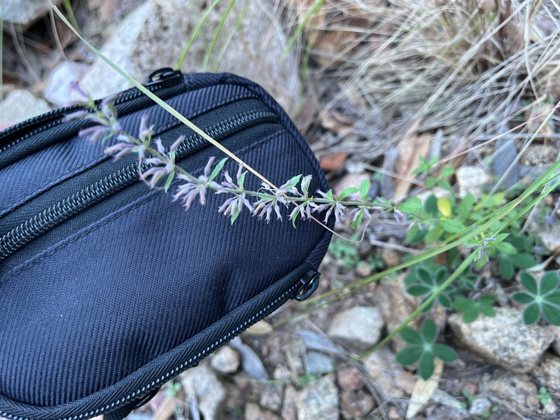 Dentate False Pennyroyal photo 2