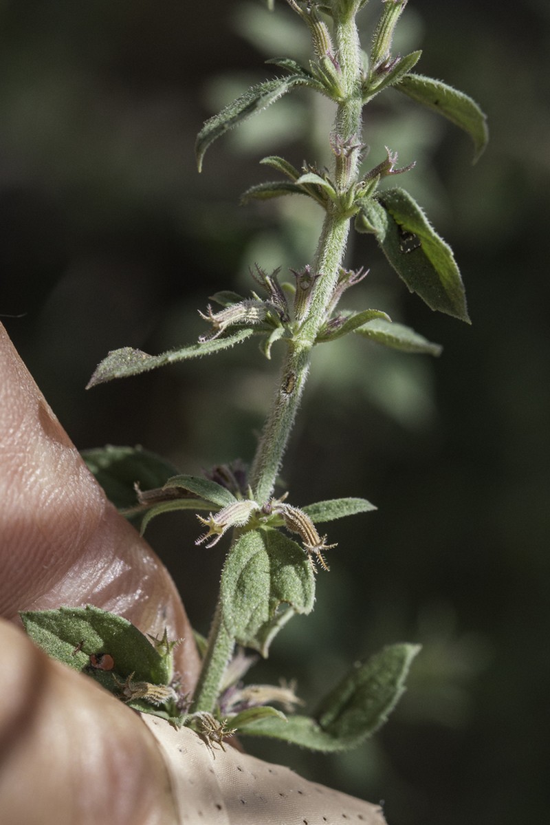 Dentate False Pennyroyal photo 3