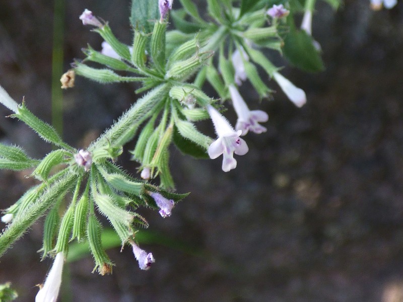 Dentate False Pennyroyal photo 4