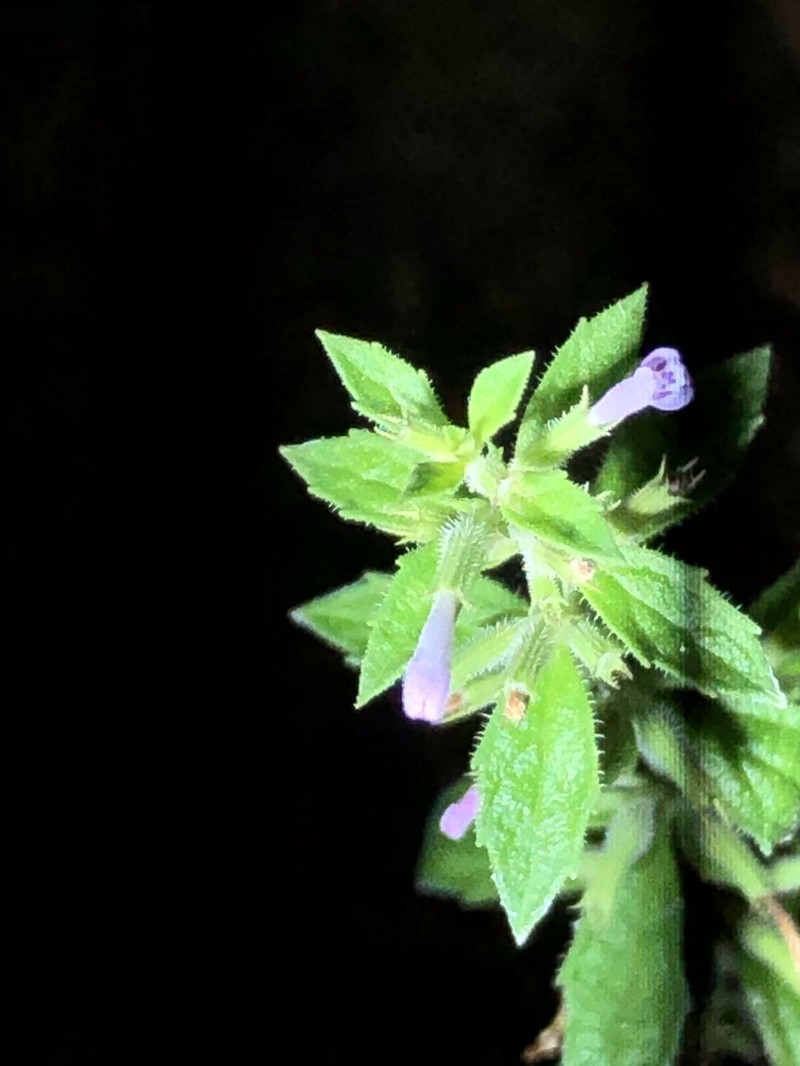 Dentate False Pennyroyal photo 5