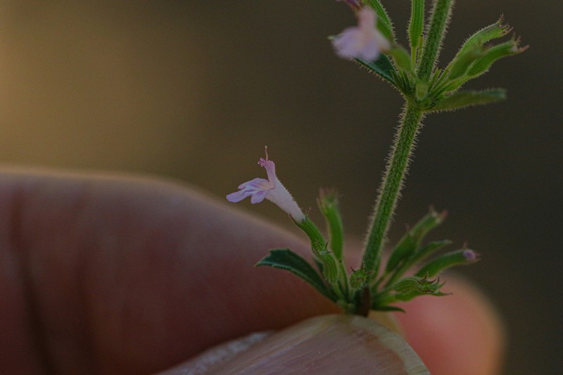 Dentate False Pennyroyal photo 6