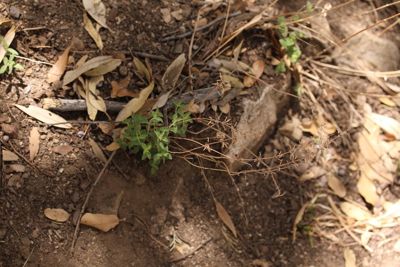 Dentate False Pennyroyal photo 7