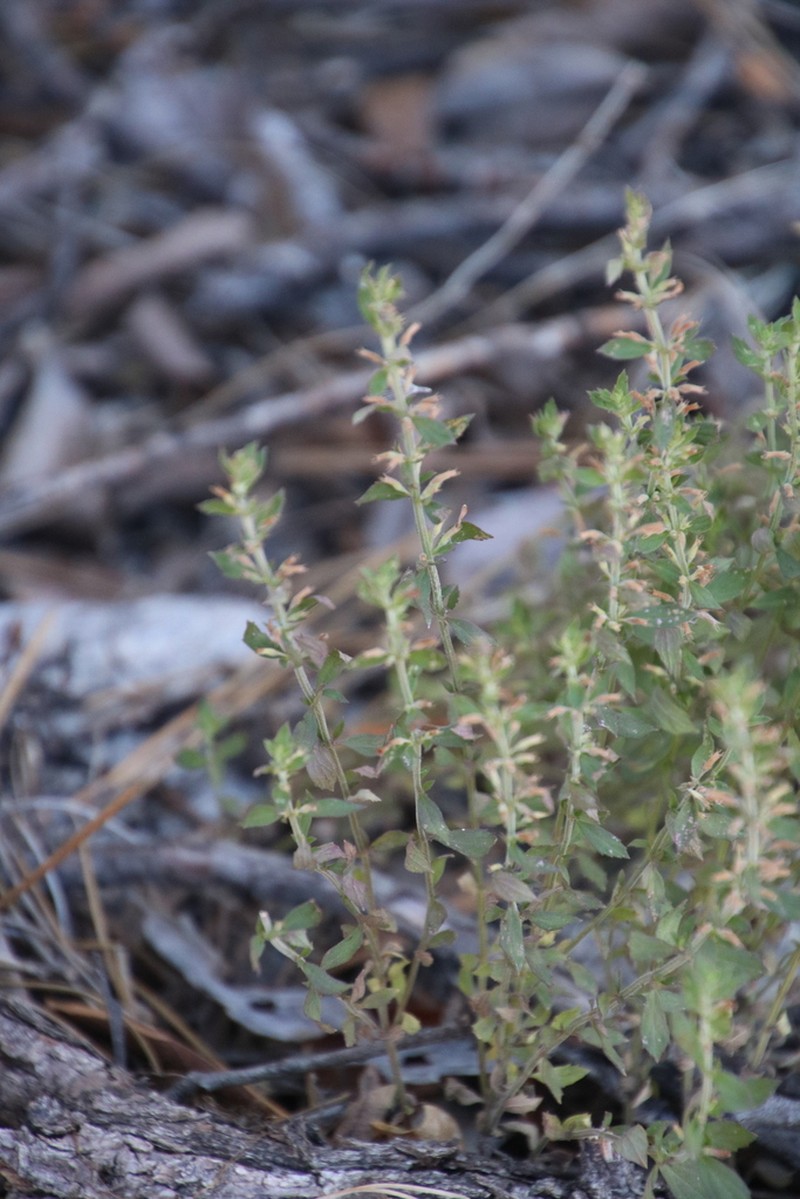 Dentate False Pennyroyal photo 8