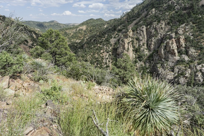 Spreading False Pennyroyal