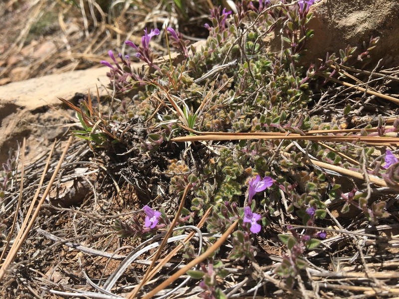 Spreading False Pennyroyal