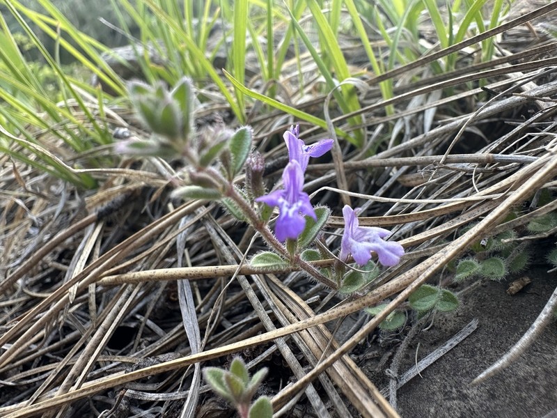 Spreading False Pennyroyal photo 2