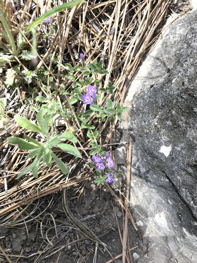 Spreading False Pennyroyal photo 3