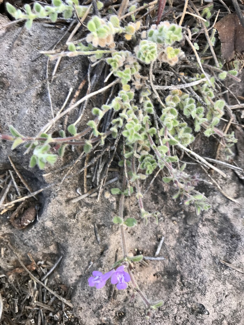 Spreading False Pennyroyal photo 4