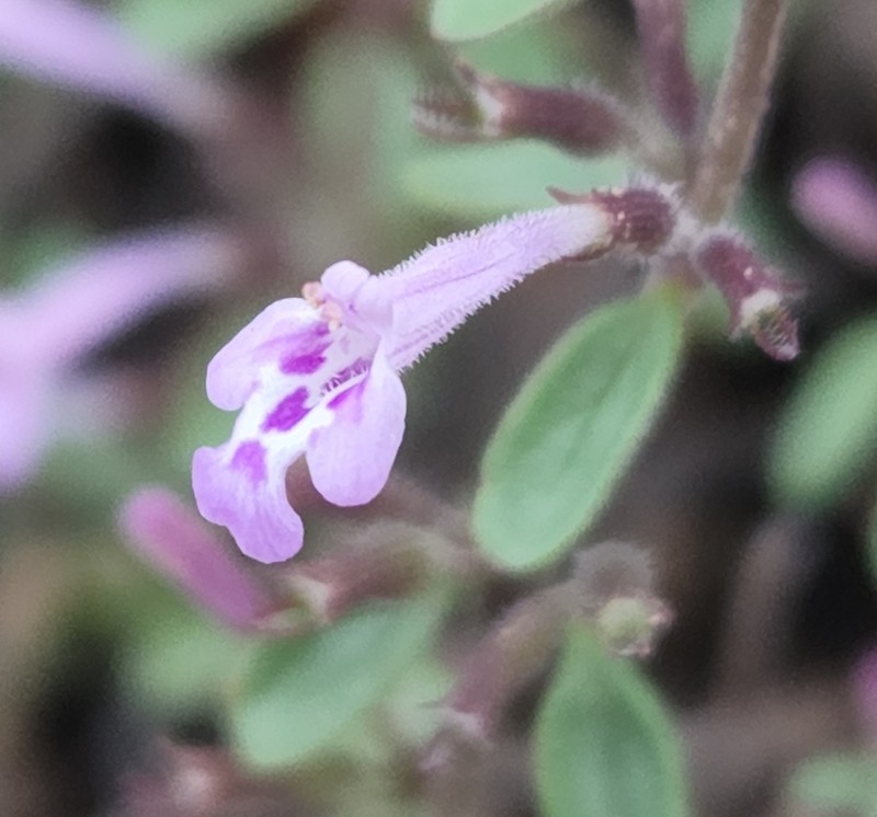 Spreading False Pennyroyal photo 5