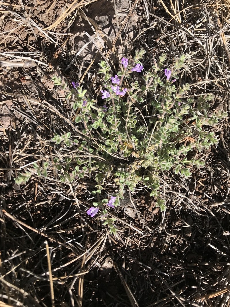 Spreading False Pennyroyal photo 6