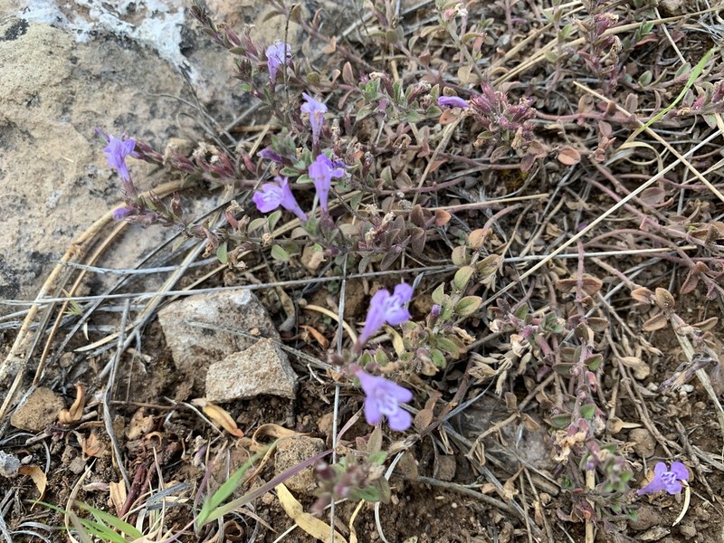 Spreading False Pennyroyal photo 7