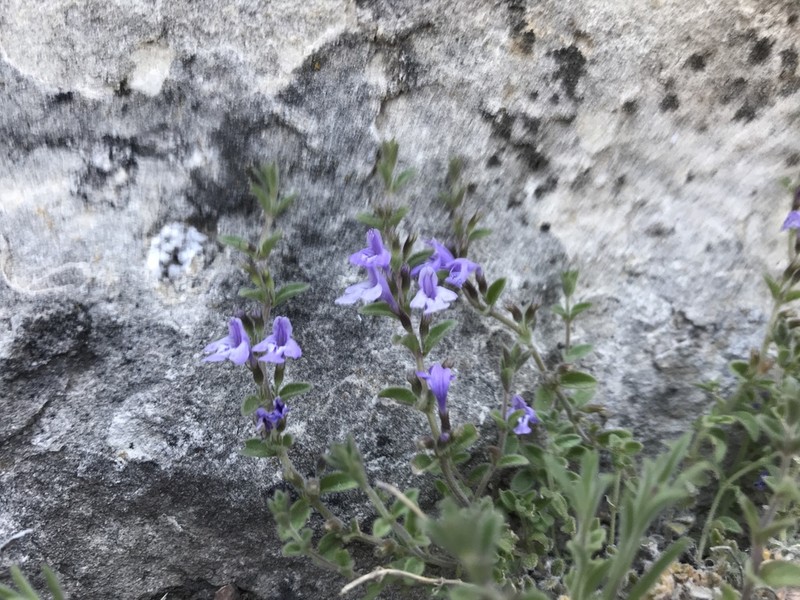 Spreading False Pennyroyal photo 8