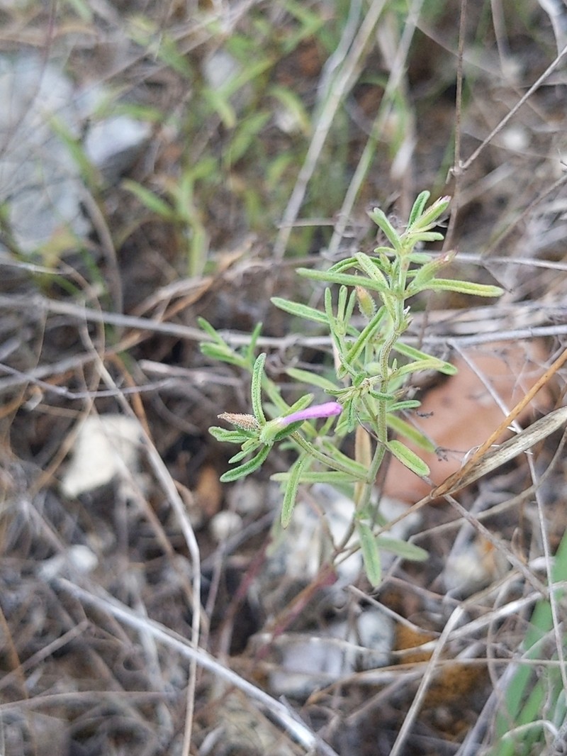 Drummond's False Pennyroyal