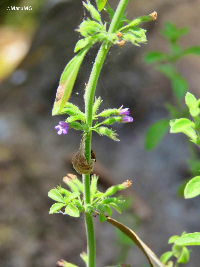 Drummond's False Pennyroyal photo 2