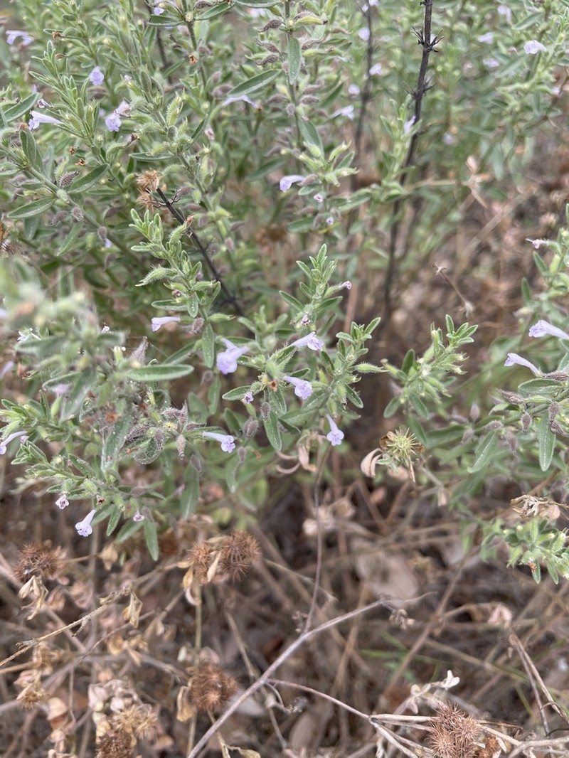 Drummond's False Pennyroyal photo 3