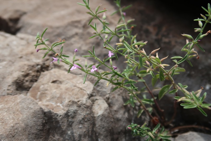 Drummond's False Pennyroyal photo 4