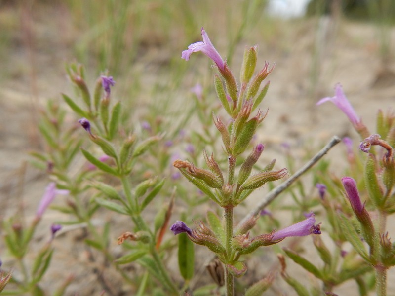 Drummond's False Pennyroyal photo 5