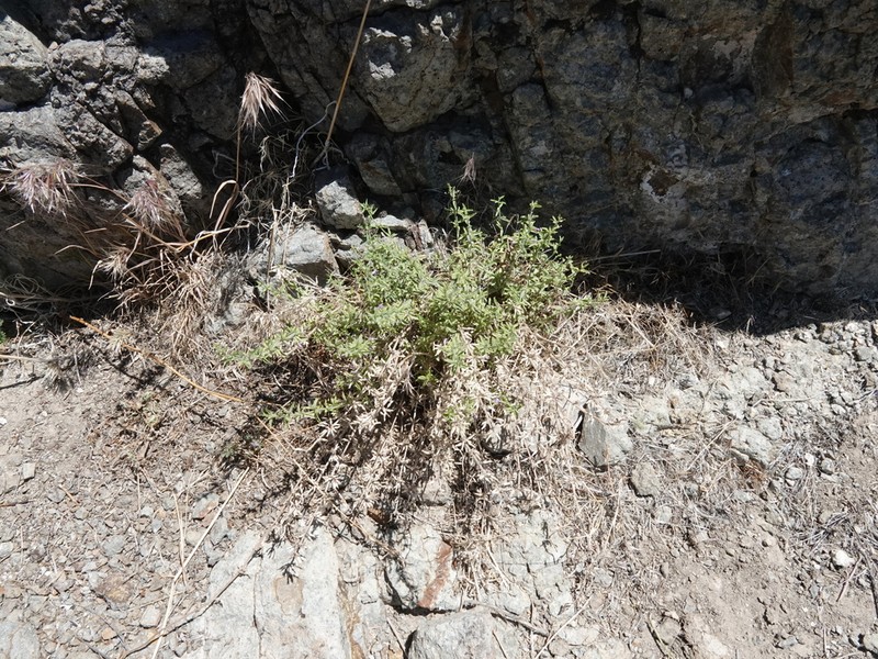 Drummond's False Pennyroyal photo 6