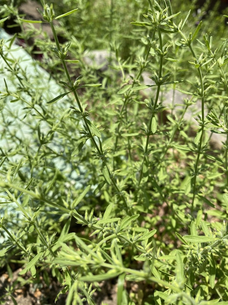 Drummond's False Pennyroyal photo 7