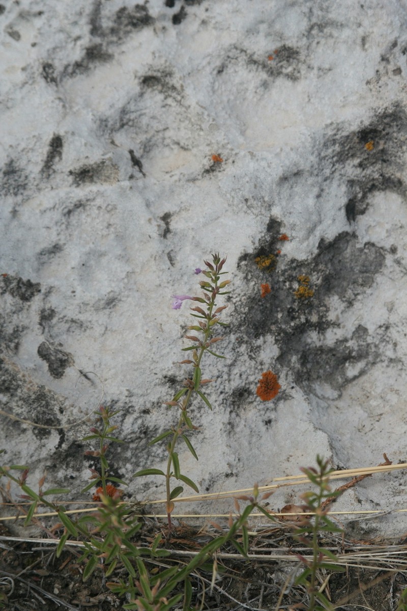 Drummond's False Pennyroyal photo 8