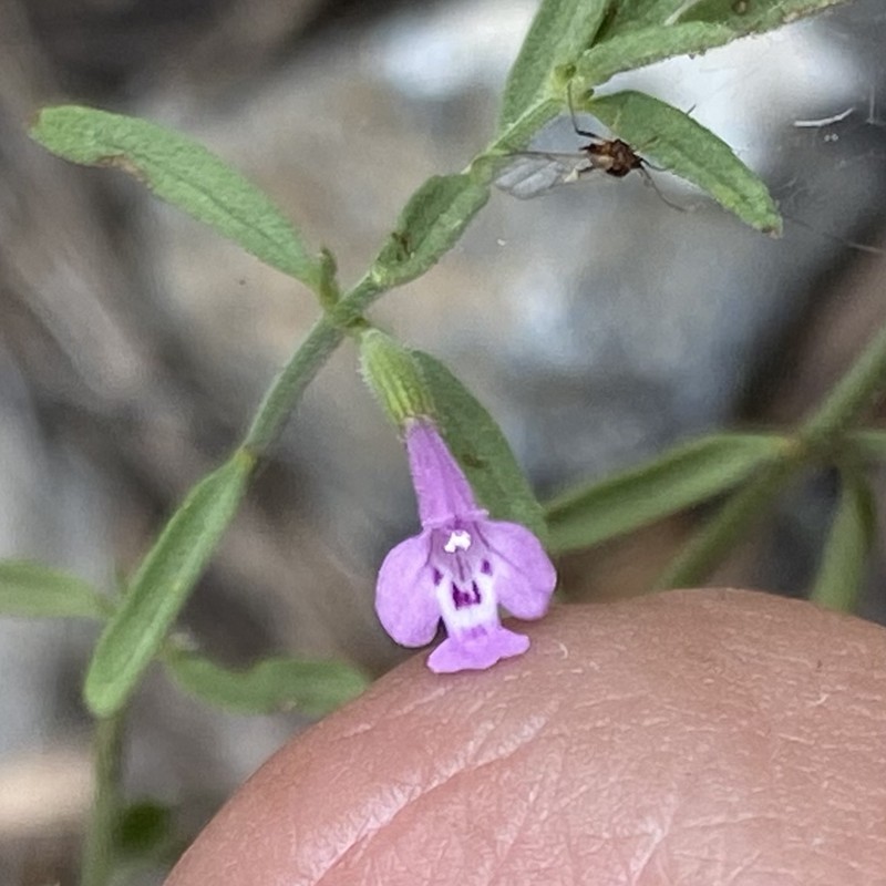 Hedeoma drummondii var. drummondii