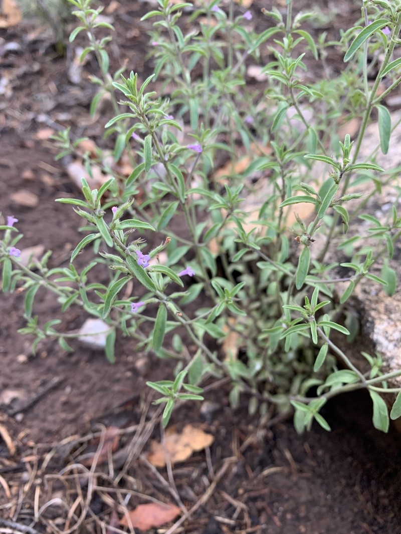 Hedeoma drummondii var. drummondii photo 2