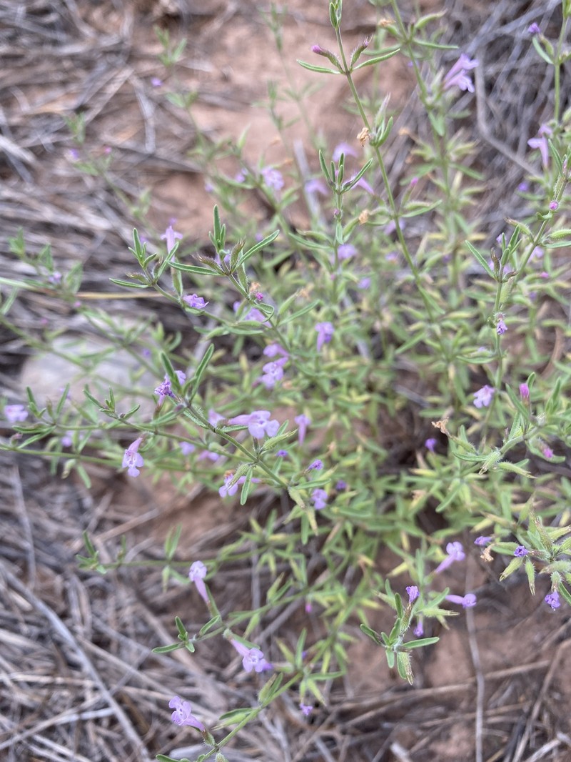 Hedeoma drummondii var. drummondii photo 4