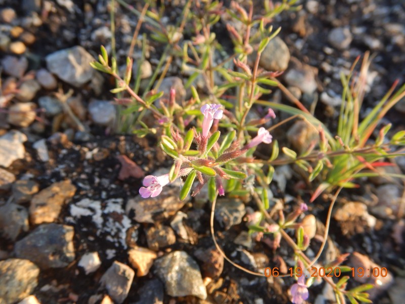 Hedeoma drummondii var. drummondii photo 5