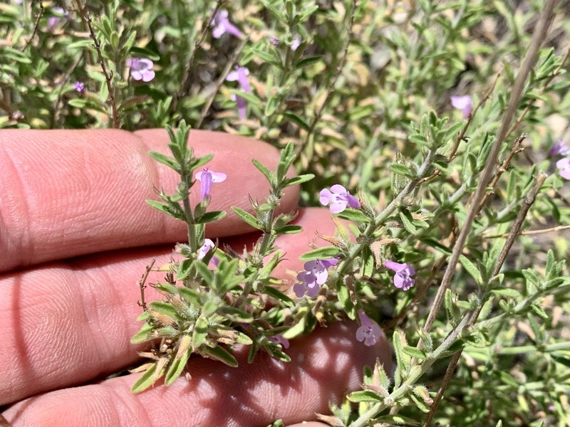 Hedeoma drummondii var. drummondii photo 8