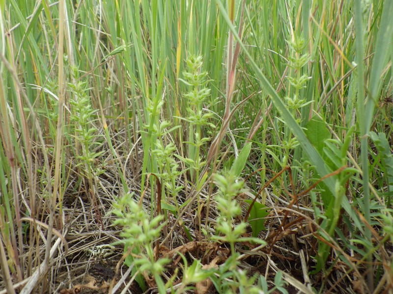 Rough False Pennyroyal