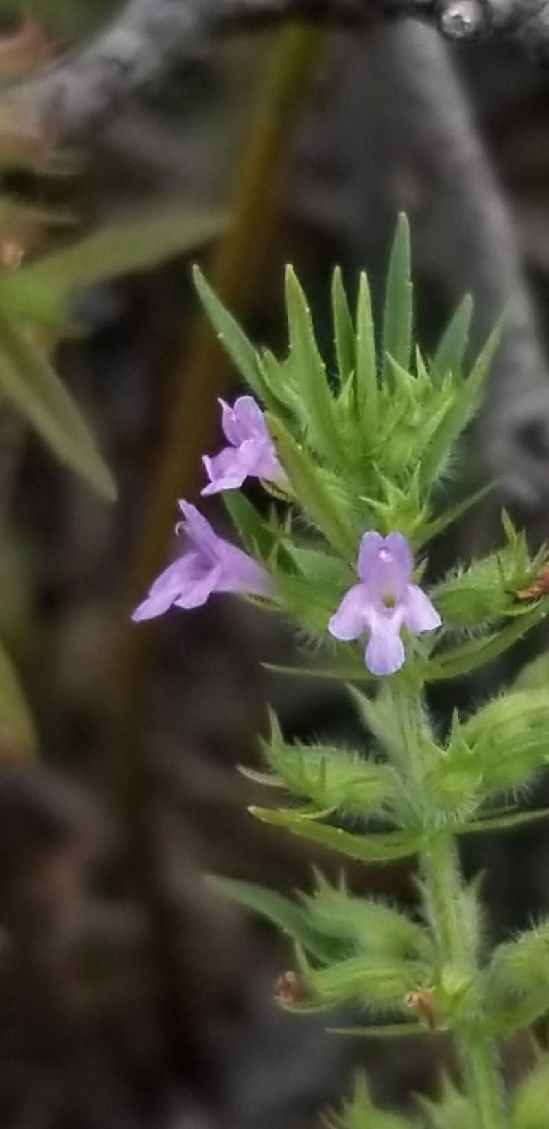 Rough False Pennyroyal