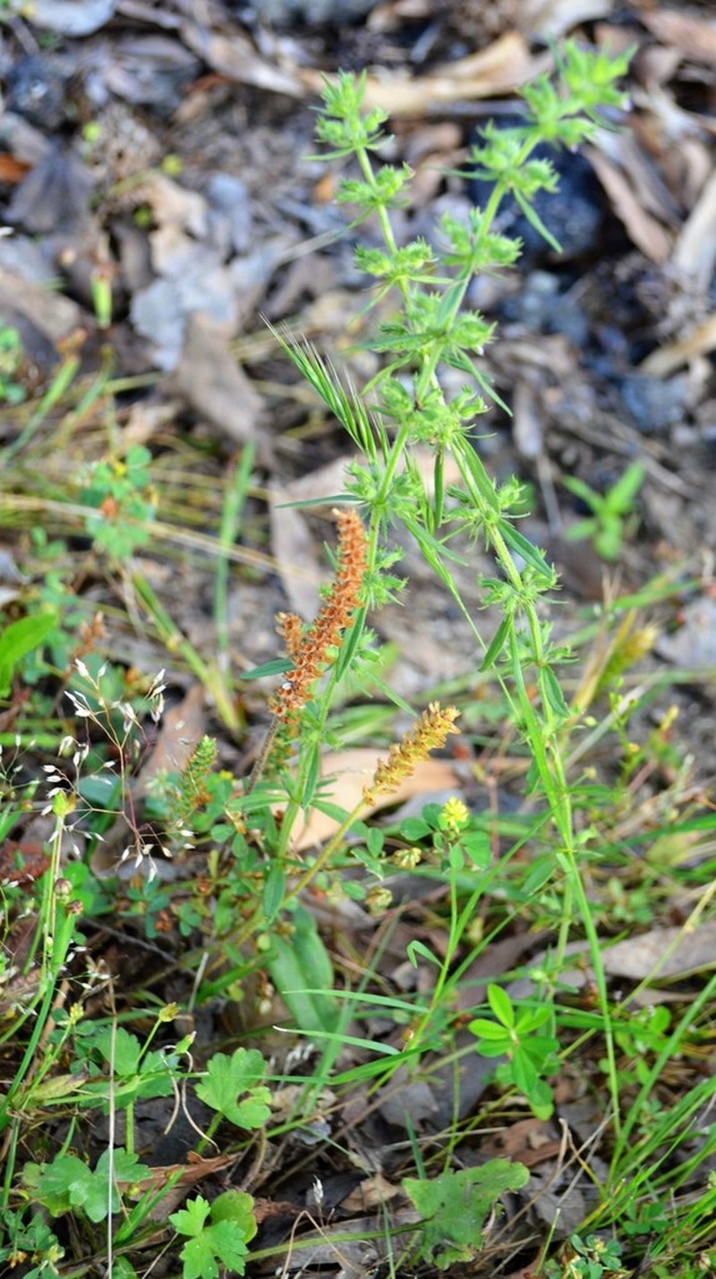 Rough False Pennyroyal photo 2