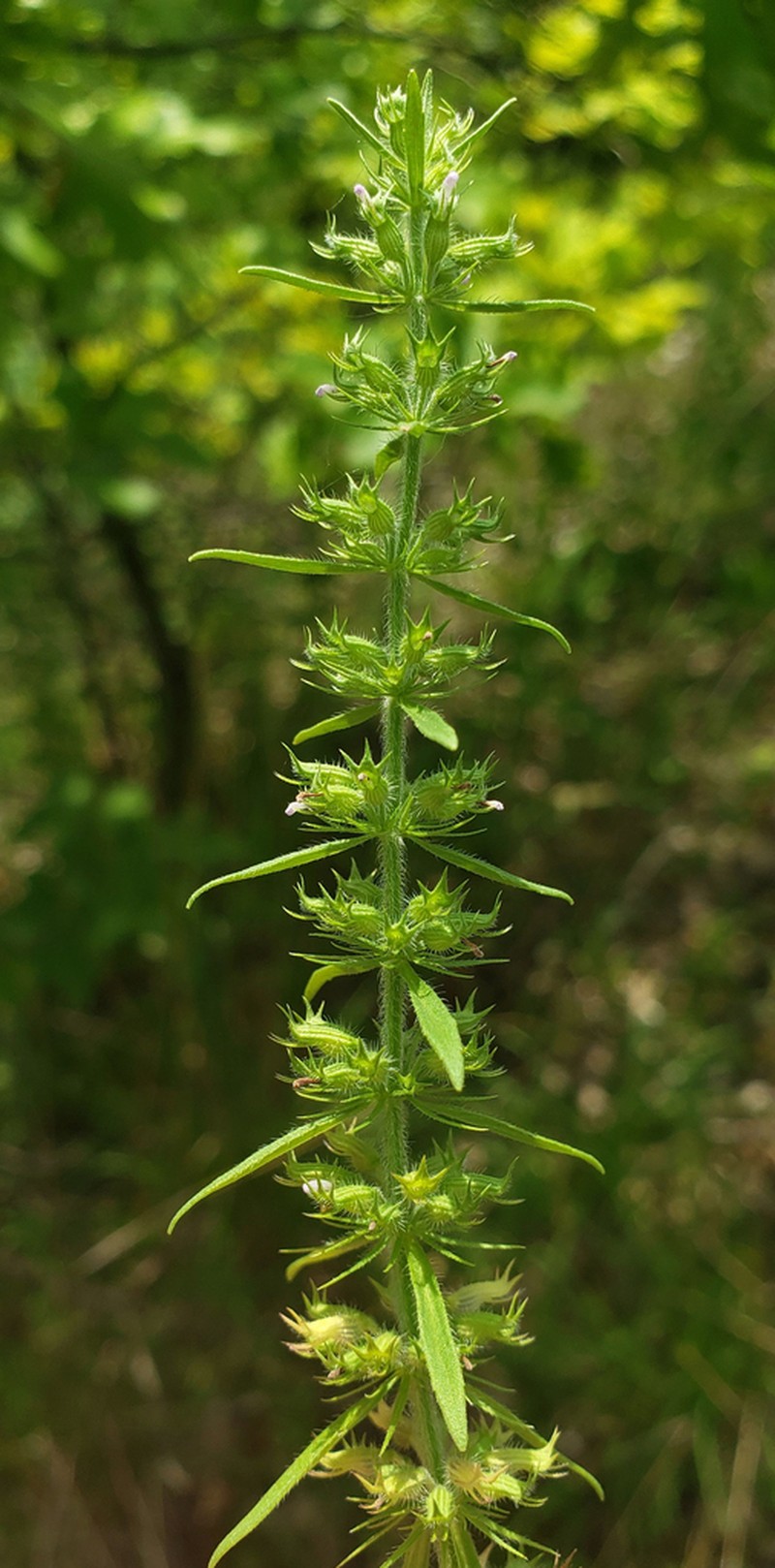 Rough False Pennyroyal photo 3
