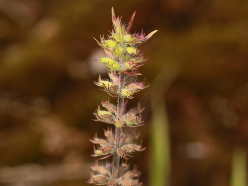 Rough False Pennyroyal photo 4