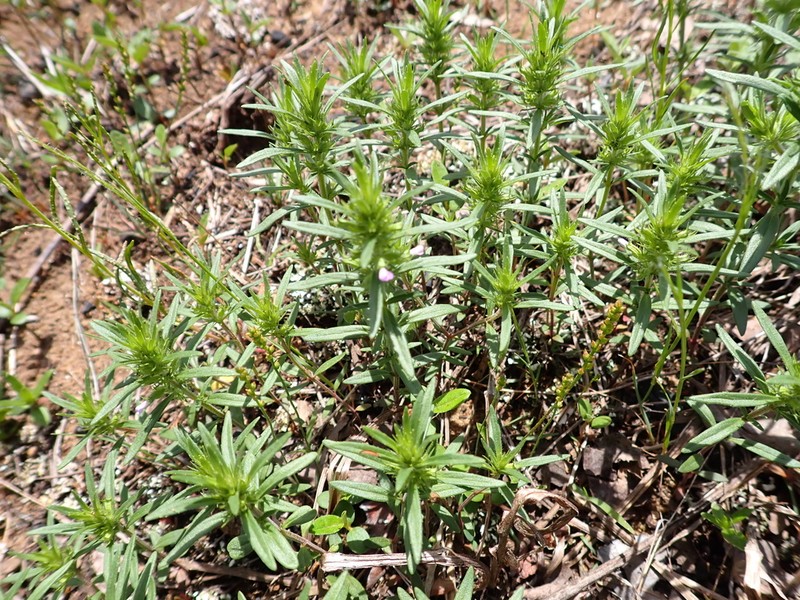Rough False Pennyroyal photo 5