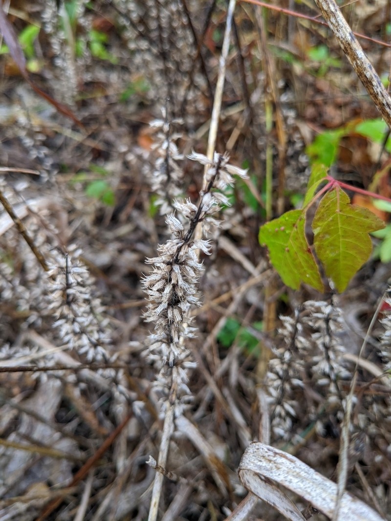 Rough False Pennyroyal photo 6