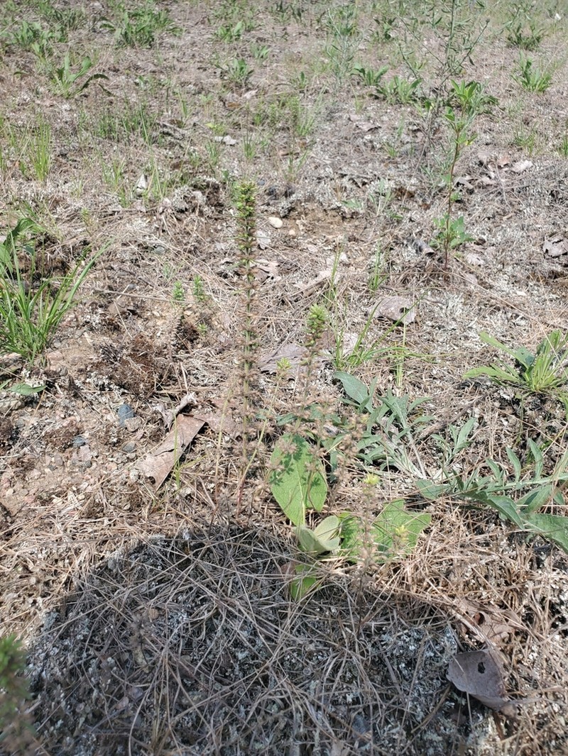 Rough False Pennyroyal photo 7