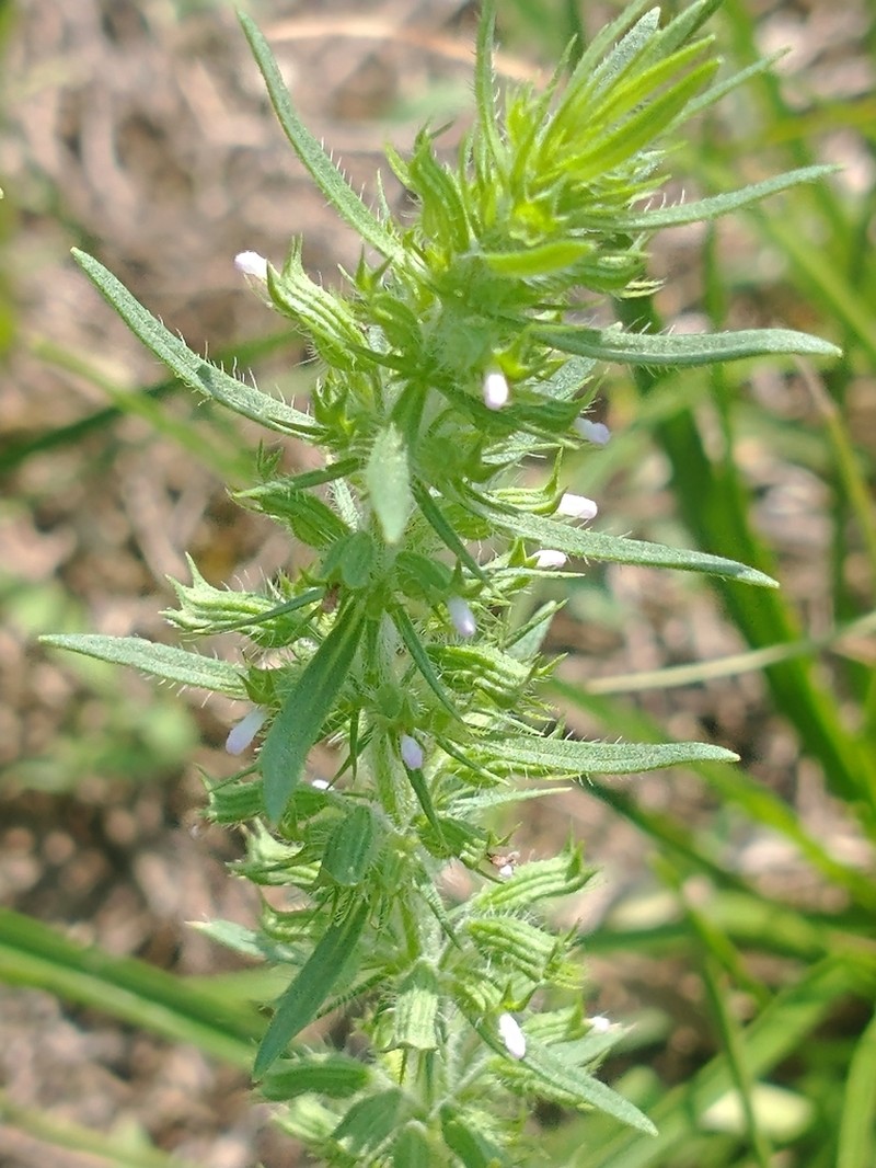 Rough False Pennyroyal photo 8