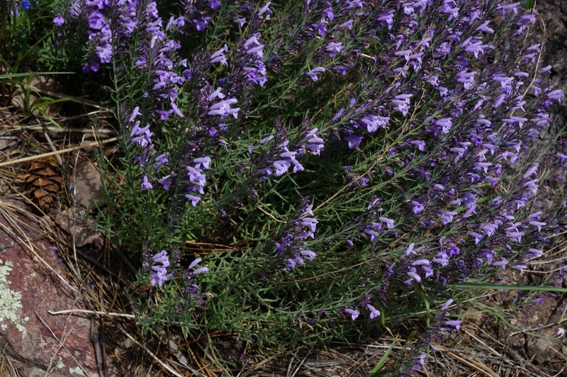 Aromatic False Pennyroyal