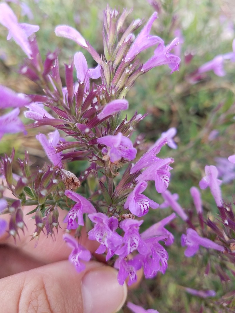 Aromatic False Pennyroyal photo 2