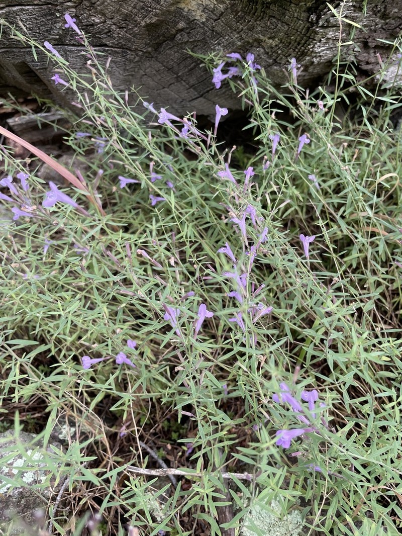 Aromatic False Pennyroyal photo 3