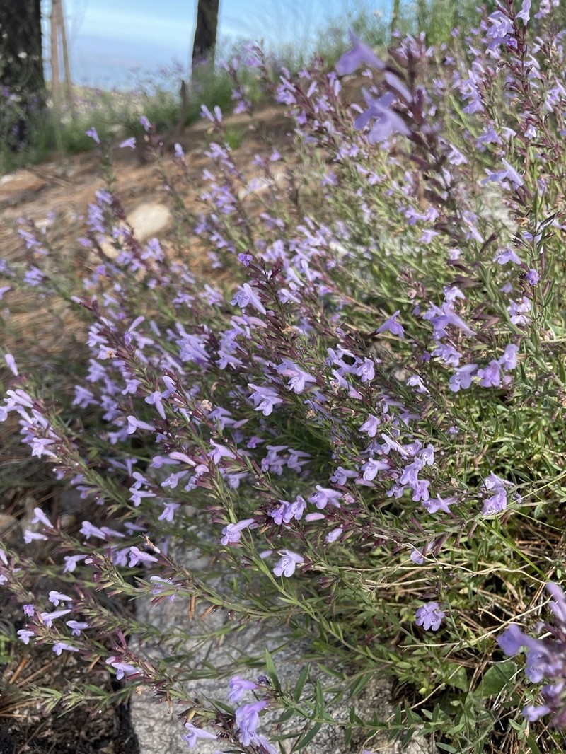 Aromatic False Pennyroyal photo 4