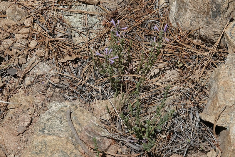 Aromatic False Pennyroyal photo 5